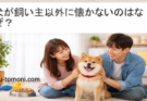 犬が飼い主以外に懐かないのはなぜ?原因と上手な慣れさせ方を解説