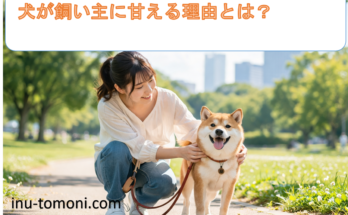 犬が飼い主に甘える理由とは？