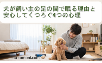 犬が飼い主の足の間で眠る理由と安心してくつろぐ4つの心理