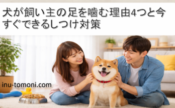 犬が飼い主の足を噛む理由4つと今すぐできるしつけ対策