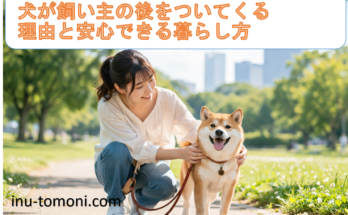 犬が飼い主の後をついてくる理由と安心できる暮らし方