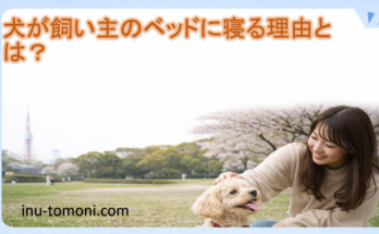 犬が飼い主のベッドに寝る理由とは？