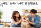 犬が飼い主のベッドに寝る理由とは?5つの心理と対策