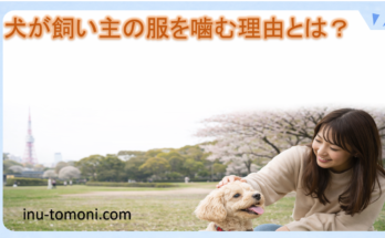 犬が飼い主の服を噛む理由とは？