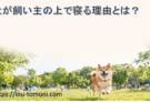 犬が飼い主の上で寝る理由とは？