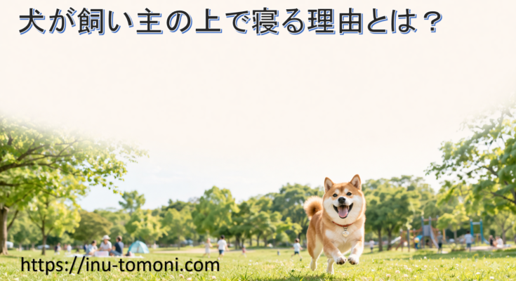 犬が飼い主の上で寝る理由とは?