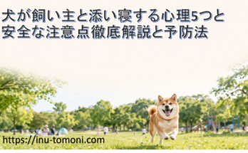犬が飼い主と添い寝する心理5つと安全な注意点徹底解説と予防法