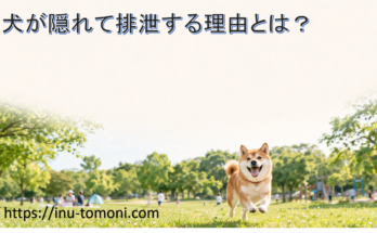犬が隠れて排泄する理由とは？
