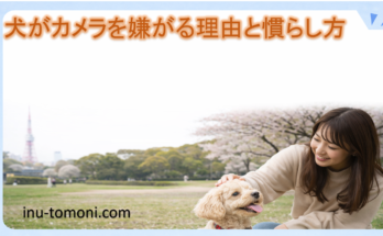 犬がカメラを嫌がる理由と慣らし方