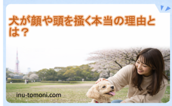 犬が顔や頭を掻く本当の理由とは？