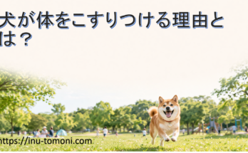 犬が体をこすりつける理由とは？