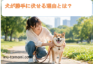 犬が勝手に伏せる理由とは？