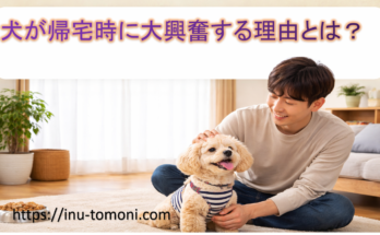 犬が帰宅時に大興奮する理由とは?