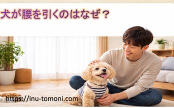 犬が腰を引くのはなぜ？