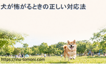 犬が怖がるときの正しい対応法