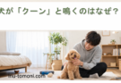 犬が「クーン」と鳴くのはなぜ?悲しそうな鳴き声に隠れた5つの気持ち