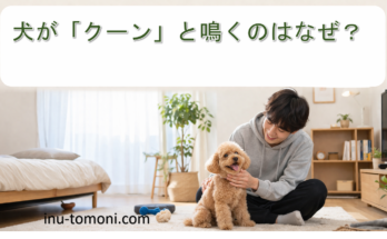 犬が「クーン」と鳴くのはなぜ?