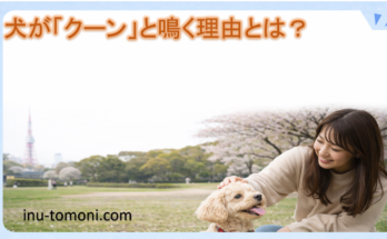 犬が「クーン」と鳴く理由とは？