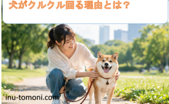 犬がクルクル回る理由とは?
