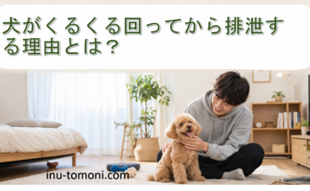 犬がくるくる回ってから排泄する理由とは？