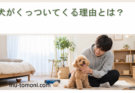 犬がくっついてくる理由とは？行動からわかる心理と注意点