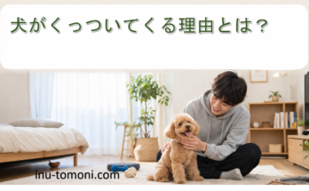 犬がくっついてくる理由とは？