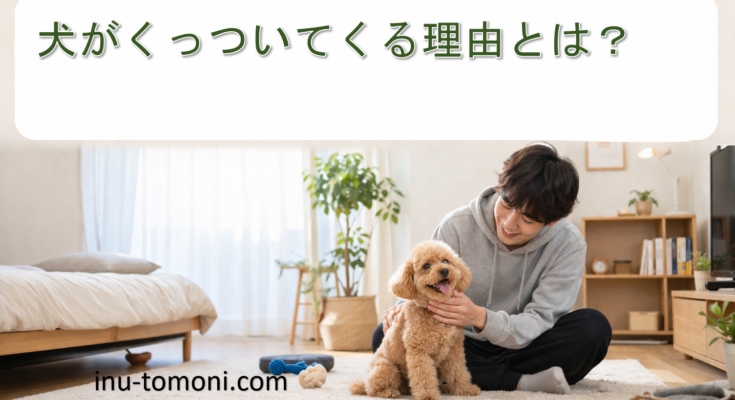 犬がくっついてくる理由とは？