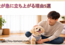 犬が急に立ち上がる理由5選
