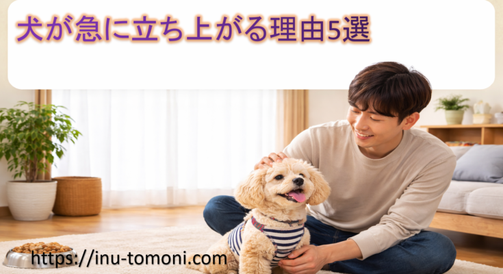 犬が急に立ち上がる理由5選