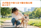 犬が前足や後ろ足で顔を触る理由とは?考えられる心理と注意すべき症状