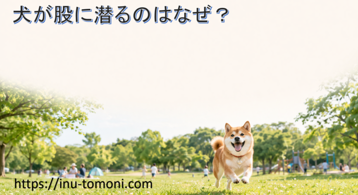 犬が股に潜るのはなぜ?