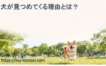 犬が見つめてくる理由とは?