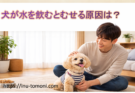 犬が水を飲むとむせる原因は？