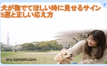 犬が撫でてほしい時に見せるサイン5選と正しい応え方