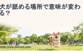犬が舐める場所で意味が変わる?