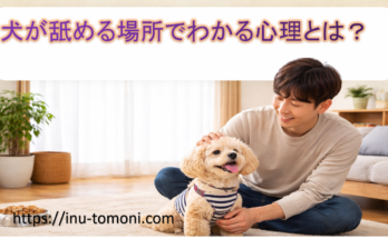 犬が舐める場所でわかる心理とは？