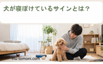 犬が寝ぼけているサインとは？