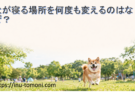 犬が寝る場所を何度も変えるのはなぜ？愛犬の行動からわかる4つの理由