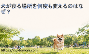 犬が寝る場所を何度も変えるのはなぜ？