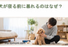 犬が寝る前に暴れるのはなぜ？5つの心理と安心させる対策