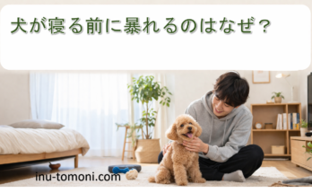 犬が寝る前に暴れるのはなぜ？