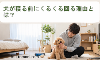犬が寝る前にくるくる回る理由とは？