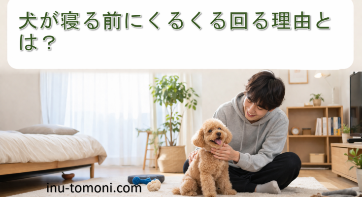 犬が寝る前にくるくる回る理由とは？