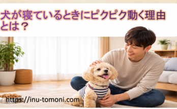 犬が寝ているときにピクピク動く理由とは？