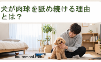 犬が肉球を舐め続ける理由とは？