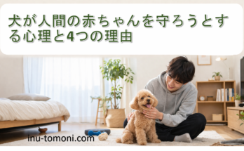 犬が人間の赤ちゃんを守ろうとする心理と4つの理由