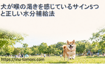 犬が喉の渇きを感じているサイン5つと正しい水分補給法