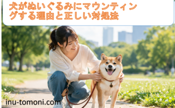犬がぬいぐるみにマウンティングする理由と正しい対処法