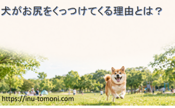犬がお尻をくっつけてくる理由とは？