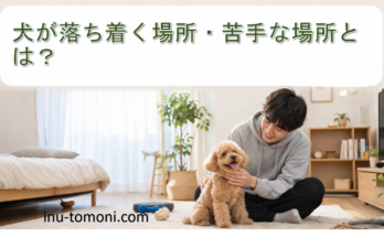 犬が落ち着く場所・苦手な場所とは？